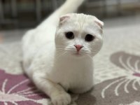 Sevimli Scottish Fold