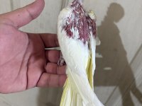39 günlük sultan papağanı KUSURSUZ LUTİNO BEBEK