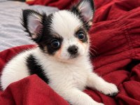 MİKRO TEACUP BOY XXSMALL MÜKEMMEL ANATOMİ ŞİVAVA