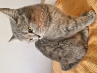 British Shorthair Kırma Kedimiz