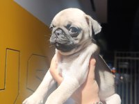 Mükemmel anatomi köpeğimiz