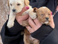 Çok sevimli maltipoo yavruları