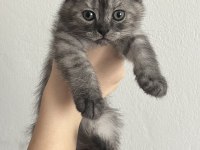 Yavru Scottish Fold Kedimiz Acil