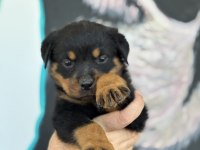 Son Rottweiler yavrularım