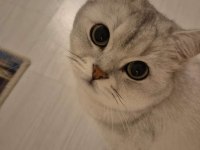 5 Yaşında Kısır Erkek British Shorthair Oyuncu