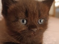 British shorthair tabby cinsi safkan