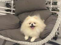 Teddy surat scr ve pasaportlu pomeranian