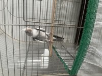 1 Yaşında Erkek Konuşabilen Sultan Papağanı