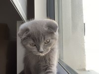 Scottish fold kedimiz