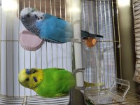 Yerli çift muhabbet kuşları kafes ve yuvalıkla birlikte