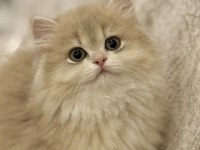 Saf Kan Cy 12 British Longhair
