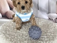 A KALİTE MALTİPOO YAVRULARIMIZ
