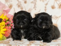 Black korekani maltipoo uygun