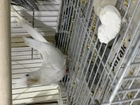 Albino (beyaz) sultan papağanı yavru