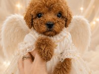 A kalite garantili toy poodle yavrular