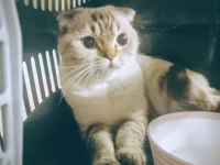 KEDİMİZ PAMUK YENİ YUVASINI ARIYOR