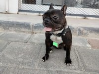Fransız Bulldog Dişi