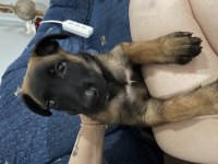 Son Dişi 55 Günlük Malinois