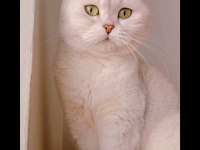 Scottish Fold Silver Ns11