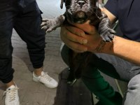 Safkan french bulldog