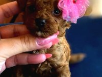 Kore teacup babadan kore teacup poodle bebekler