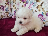 MİNİ BOY MALTESE TERRİER YAVRULARI (Kore Kanı)