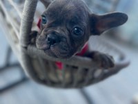 Tiger Renk Mükemmel Görsel French Bulldog