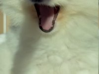 9 aylık pomeranian TEACUP dişi