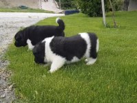 Safkan Amerikan Akita
