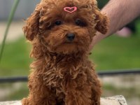Aşıları Tam Teslime Hazır Orjinal ToyPoodle