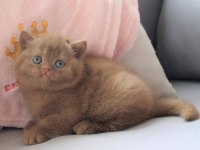 Dubai çikolatası tadında Chocolate British Shorthair 