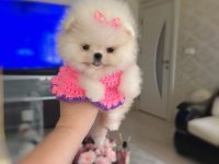 MİKRO BOY DİŞİ POMERANİAN