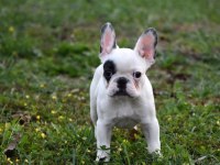2.5 Aylık Fransız Bulldog Yavrularım