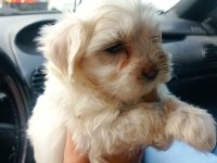 Maltese yavru köpekler