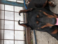 Orjinal Doberman