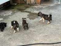 A kalite ayı gibi akita yavrular