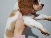Cavalier Yavrularımız Bursa Türkiye Tüm İller