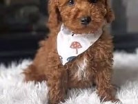 TOY POODLE BAKIMLI KÖPEKLER