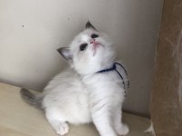 FULL ŞECERELİ RAGDOLL BİCOLOR YAVRULAR