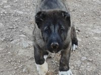 Karabaş Kangal