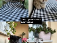 British shorthair bebeklerimiz teslime hazır