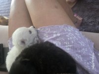 Muhteşem pomeranian minik ayıcıklar yuvanıza uğur getirecek
