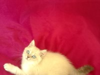 Tatlı bir erkek british shorthair bebiş