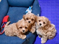 Evinize Neşe Katacak Maltipoo Yavruları