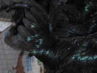 AYEM CEMANİ KULUÇKALIK YUMURTA & CİVCİV