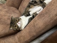 Scottish fold