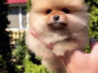 Daha İyisi Yok Ayı Surat Pomeranian Boo