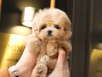 KORE KANI MUKEMMEL MALTIPOO BEBEKLERİMİZ