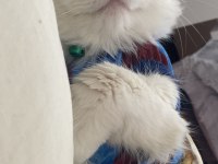 British Longhair 2 Yaşında