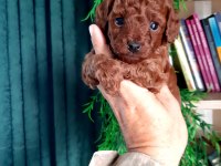 Toy poodle yavrularımız daha şirini yok